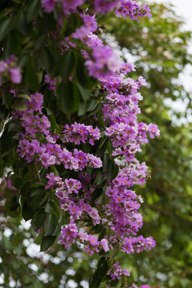 Hoa bằng lăng mộng mơ "nhuộm tím" khắp phố phường Hà Nội ảnh 9