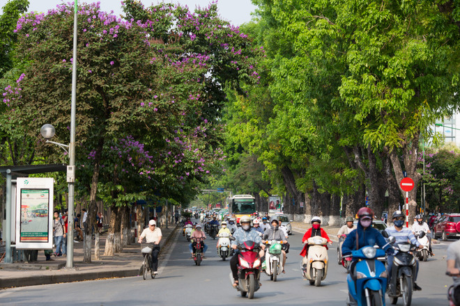 Hoa bằng lăng mộng mơ "nhuộm tím" khắp phố phường Hà Nội ảnh 7