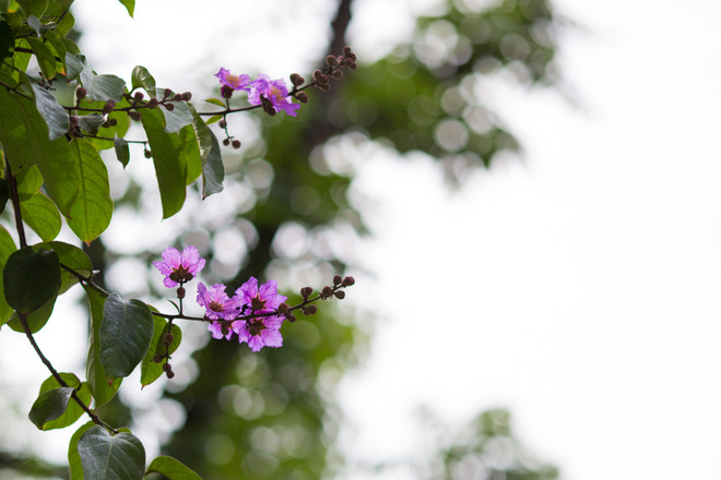 Hoa bằng lăng mộng mơ "nhuộm tím" khắp phố phường Hà Nội ảnh 14