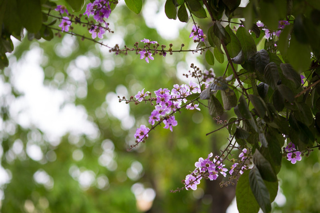 Hoa bằng lăng mộng mơ "nhuộm tím" khắp phố phường Hà Nội ảnh 8