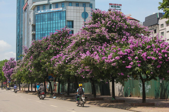Hoa bằng lăng mộng mơ "nhuộm tím" khắp phố phường Hà Nội ảnh 3