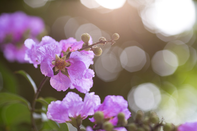 Hoa bằng lăng mộng mơ "nhuộm tím" khắp phố phường Hà Nội ảnh 1