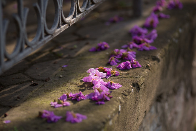 Hoa bằng lăng mộng mơ "nhuộm tím" khắp phố phường Hà Nội ảnh 13