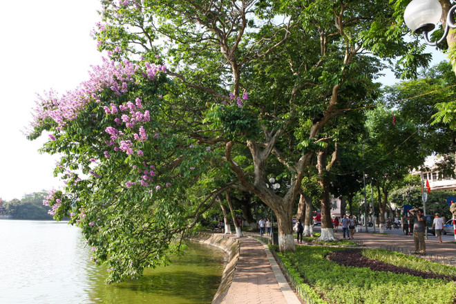 Hoa bằng lăng mộng mơ "nhuộm tím" khắp phố phường Hà Nội ảnh 5