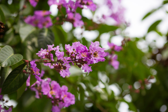 Hoa bằng lăng mộng mơ "nhuộm tím" khắp phố phường Hà Nội ảnh 6