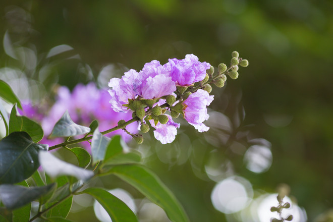 Hoa bằng lăng mộng mơ "nhuộm tím" khắp phố phường Hà Nội ảnh 2