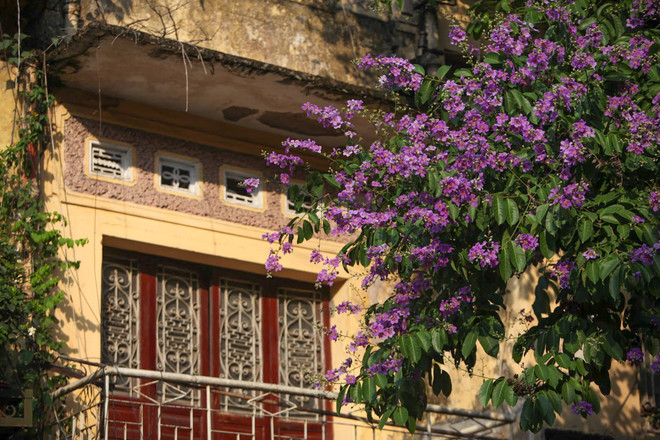 Hoa bằng lăng mộng mơ "nhuộm tím" khắp phố phường Hà Nội ảnh 4