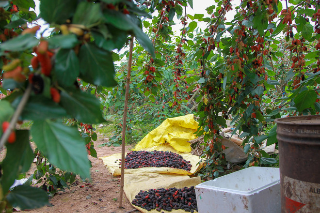 Hà Nội: Nông dân tất bật thu hoạch dâu tằm thu tiền triệu một ngày ảnh 4