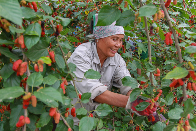 Hà Nội: Nông dân tất bật thu hoạch dâu tằm thu tiền triệu một ngày ảnh 3