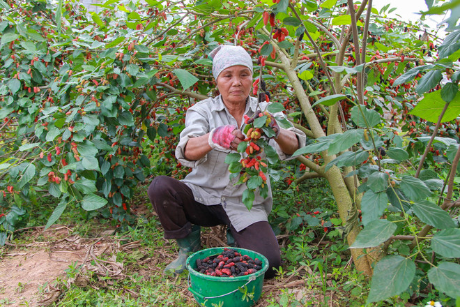 Hà Nội: Nông dân tất bật thu hoạch dâu tằm thu tiền triệu một ngày ảnh 6