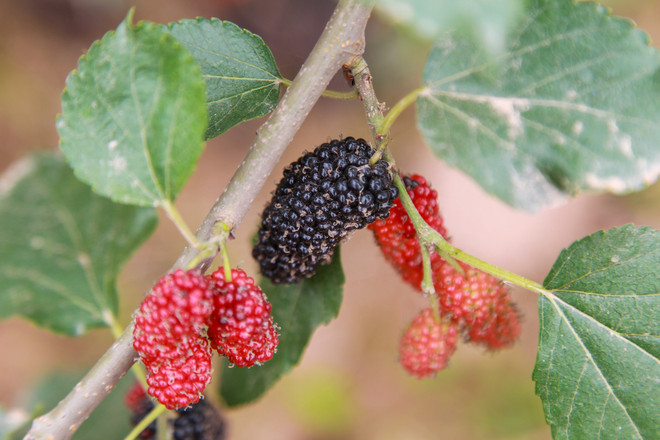 Hà Nội: Nông dân tất bật thu hoạch dâu tằm thu tiền triệu một ngày ảnh 12