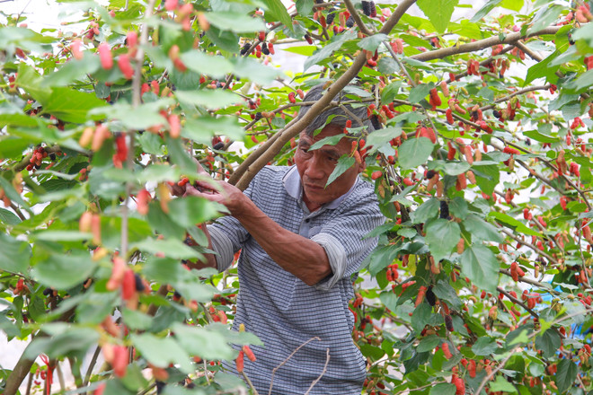 Hà Nội: Nông dân tất bật thu hoạch dâu tằm thu tiền triệu một ngày ảnh 9