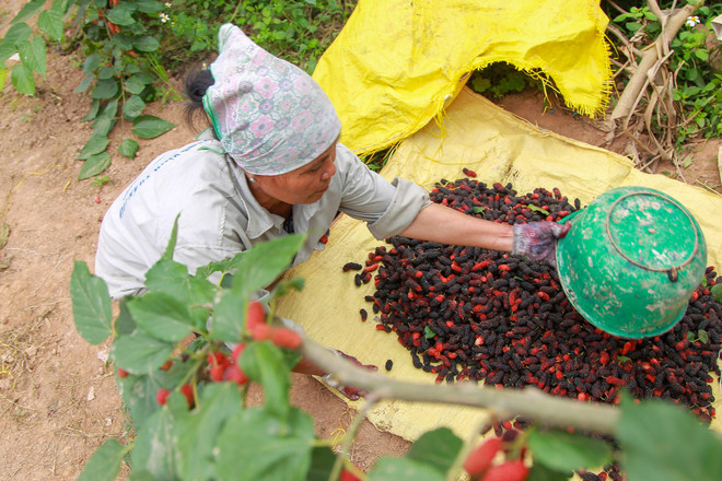 Hà Nội: Nông dân tất bật thu hoạch dâu tằm thu tiền triệu một ngày ảnh 16