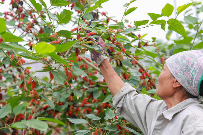 Hà Nội: Nông dân tất bật thu hoạch dâu tằm thu tiền triệu một ngày ảnh 8
