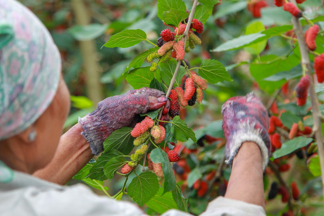 Hà Nội: Nông dân tất bật thu hoạch dâu tằm thu tiền triệu một ngày ảnh 5