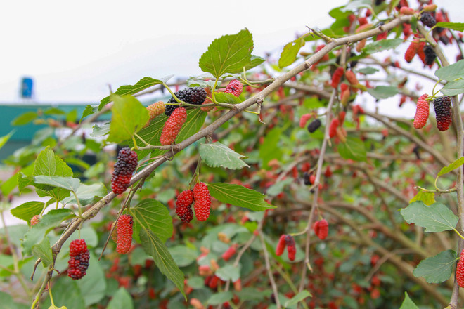 Hà Nội: Nông dân tất bật thu hoạch dâu tằm thu tiền triệu một ngày ảnh 11