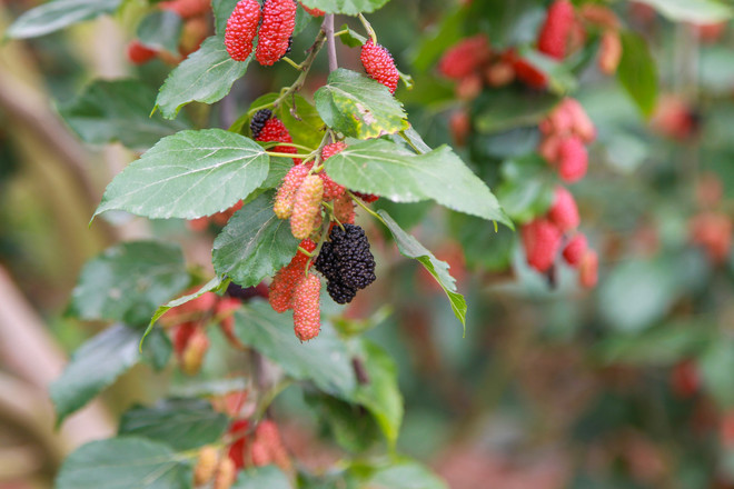 Hà Nội: Nông dân tất bật thu hoạch dâu tằm thu tiền triệu một ngày ảnh 13