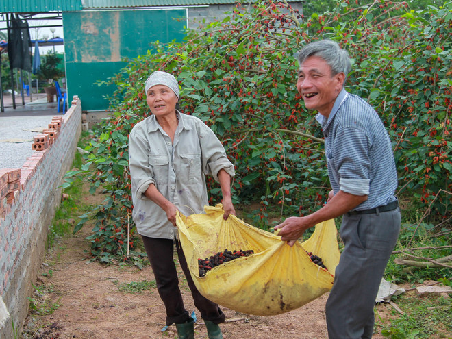 Hà Nội: Nông dân tất bật thu hoạch dâu tằm thu tiền triệu một ngày ảnh 20