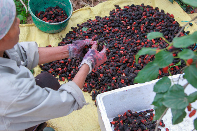 Hà Nội: Nông dân tất bật thu hoạch dâu tằm thu tiền triệu một ngày ảnh 17