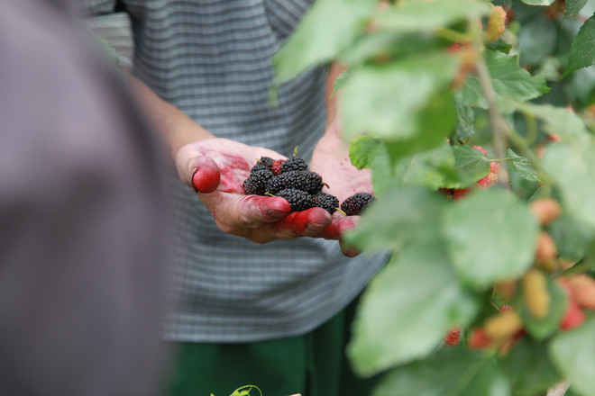 Hà Nội: Nông dân tất bật thu hoạch dâu tằm thu tiền triệu một ngày ảnh 15
