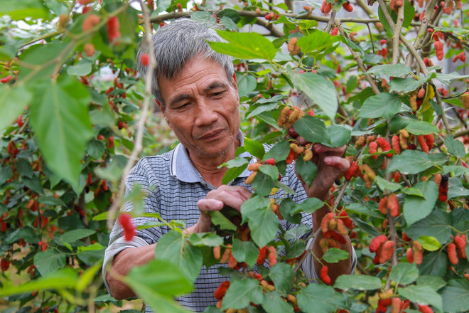 Hà Nội: Nông dân tất bật thu hoạch dâu tằm thu tiền triệu một ngày ảnh 1