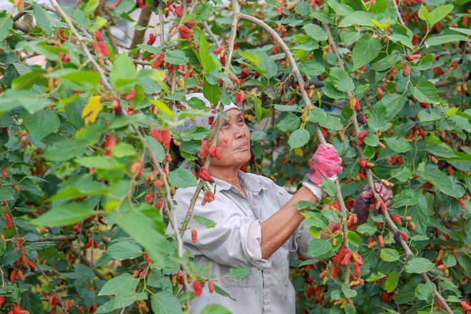 Hà Nội: Nông dân tất bật thu hoạch dâu tằm thu tiền triệu một ngày ảnh 2