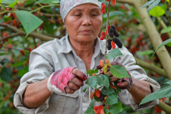Hà Nội: Nông dân tất bật thu hoạch dâu tằm thu tiền triệu một ngày ảnh 7