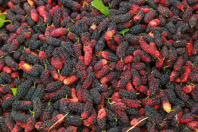 Hà Nội: Nông dân tất bật thu hoạch dâu tằm thu tiền triệu một ngày ảnh 19