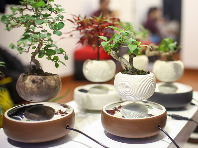 Tết Đinh Dậu 2017: Cây bonsai bay lơ lửng "độc," lạ hút khách Thủ đô ảnh 5