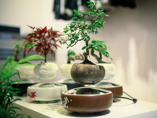 Tết Đinh Dậu 2017: Cây bonsai bay lơ lửng "độc," lạ hút khách Thủ đô ảnh 6