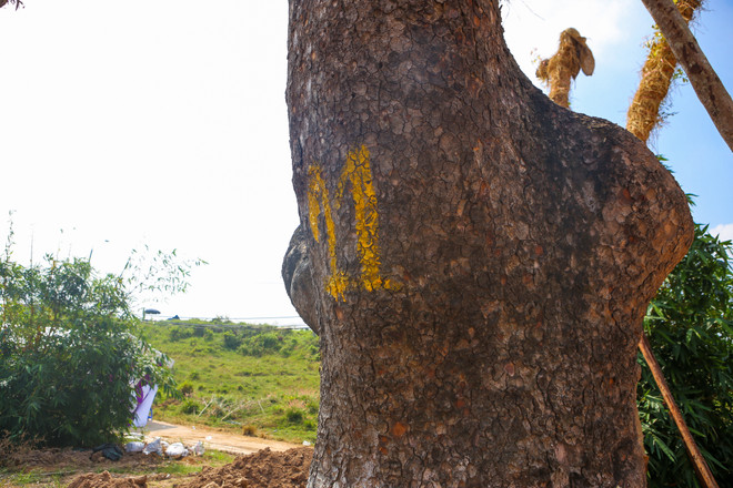Cận cảnh vườn ươm "hồi sinh" hàng xà cừ bên đường Kim Mã ảnh 8