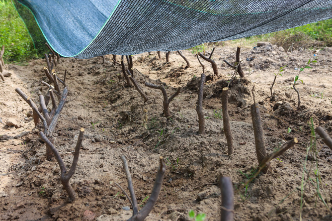 Cận cảnh vườn ươm "hồi sinh" hàng xà cừ bên đường Kim Mã ảnh 11