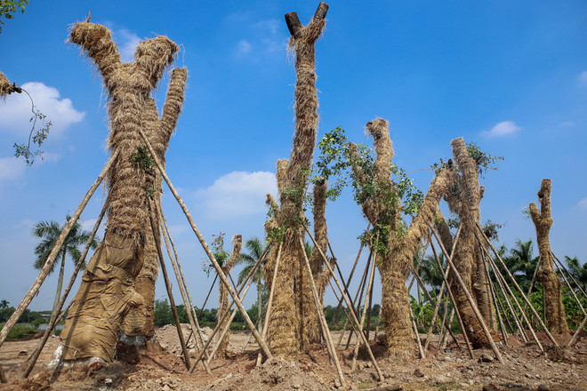 Cận cảnh vườn ươm "hồi sinh" hàng xà cừ bên đường Kim Mã ảnh 6