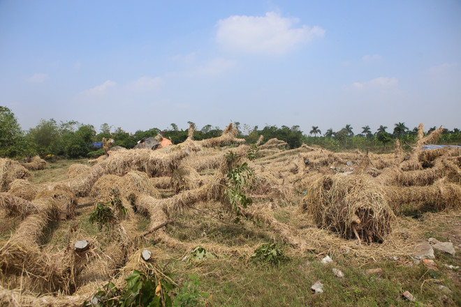 Cận cảnh vườn ươm "hồi sinh" hàng xà cừ bên đường Kim Mã ảnh 15