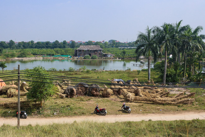 Cận cảnh vườn ươm "hồi sinh" hàng xà cừ bên đường Kim Mã ảnh 12