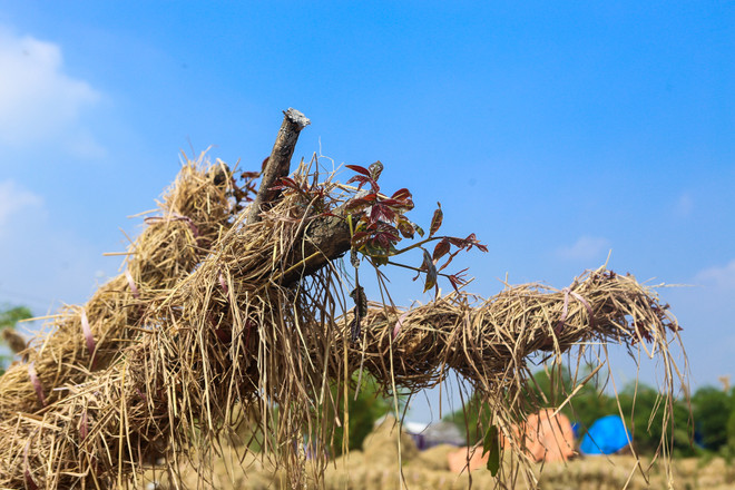 Cận cảnh vườn ươm "hồi sinh" hàng xà cừ bên đường Kim Mã ảnh 10