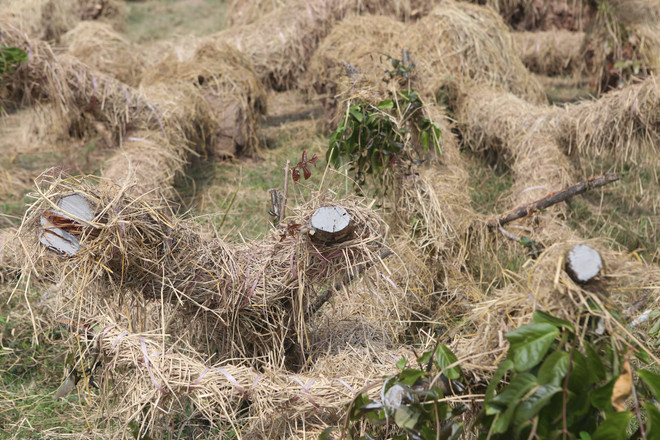 Cận cảnh vườn ươm "hồi sinh" hàng xà cừ bên đường Kim Mã ảnh 5