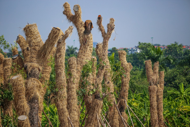 Cận cảnh vườn ươm "hồi sinh" hàng xà cừ bên đường Kim Mã ảnh 4