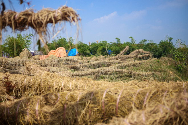 Cận cảnh vườn ươm "hồi sinh" hàng xà cừ bên đường Kim Mã ảnh 14