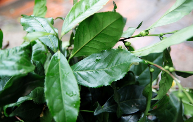 Làng chè hàng trăm tuổi độc nhất thủ đô ở thôn Giếng Cốc ảnh 3