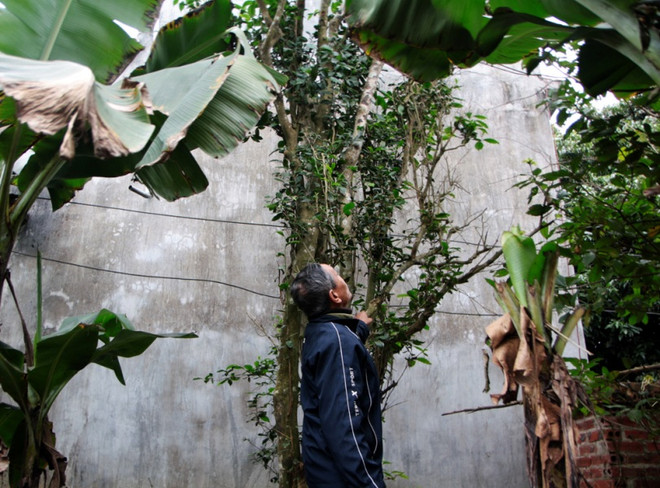 Làng chè hàng trăm tuổi độc nhất thủ đô ở thôn Giếng Cốc ảnh 1