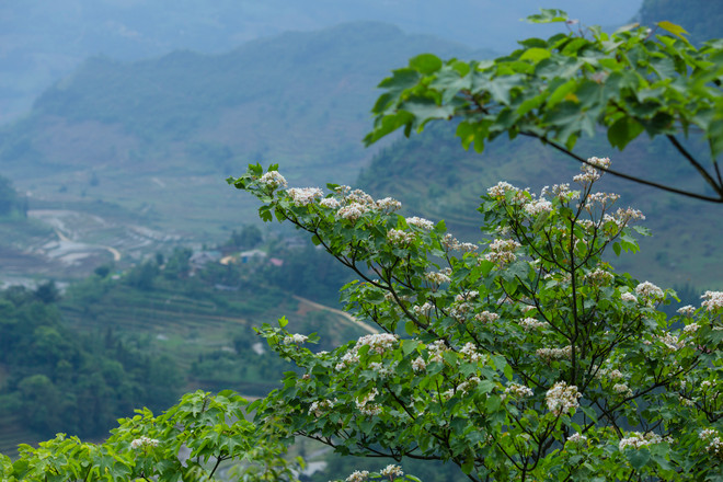 Cây trẩu vươn cao, bung những chùm hoa rạng rỡ, làm sáng bừng cả một vùng. (Ảnh: Minh Sơn/Vietnam+) Mê mẩn ngắm nhìn hoa trẩu vùng Tây Bắc vào mùa ảnh 8