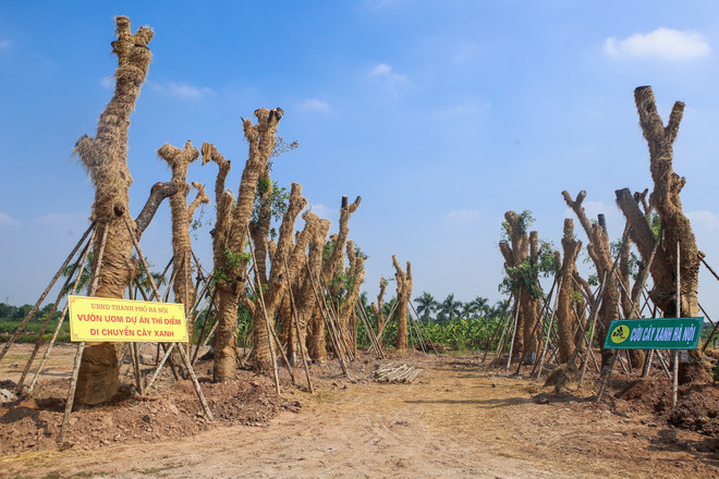 Toàn bộ hàng cây đường Kim Mã chuyển về vườn ươm đều sống ảnh 1