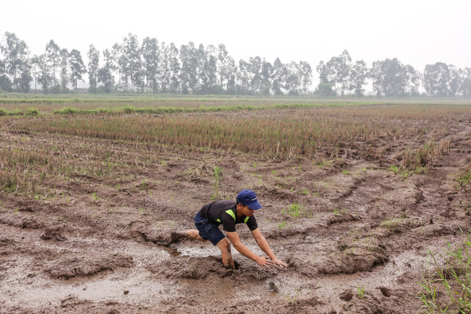 Theo chân trai làng ngoại thành Hà Nội đi bắt chuột đồng ảnh 7