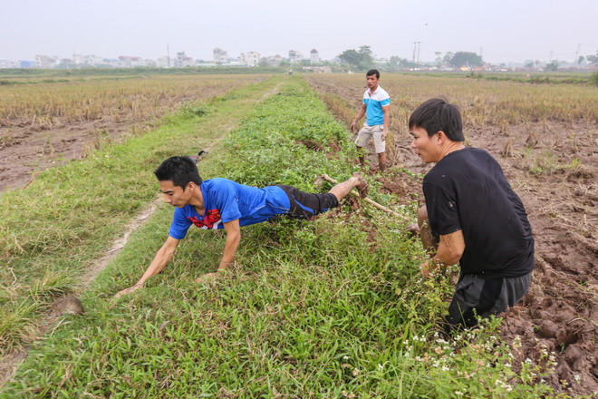 Theo chân trai làng ngoại thành Hà Nội đi bắt chuột đồng ảnh 1
