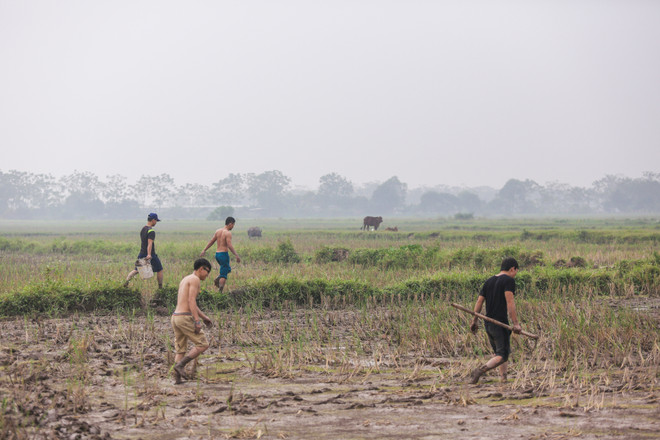 Theo chân trai làng ngoại thành Hà Nội đi bắt chuột đồng ảnh 9