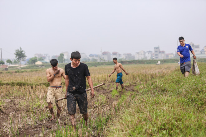 Theo chân trai làng ngoại thành Hà Nội đi bắt chuột đồng ảnh 2
