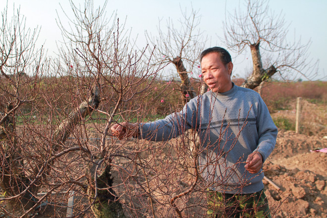 Đào Tết ở Nhật Tân: Bắt đầu tháng cả làng "bồng bế" nhau ra vườn ảnh 3