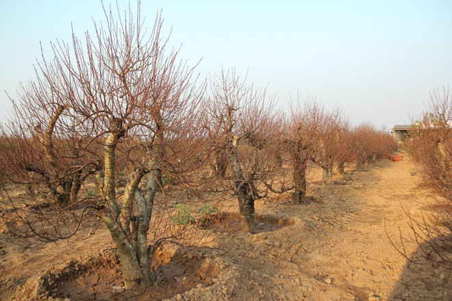 Đào Tết ở Nhật Tân: Bắt đầu tháng cả làng "bồng bế" nhau ra vườn ảnh 4