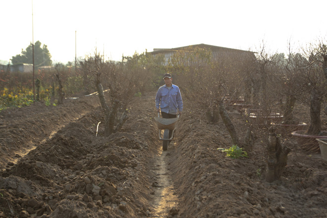 Đào Tết ở Nhật Tân: Bắt đầu tháng cả làng "bồng bế" nhau ra vườn ảnh 2